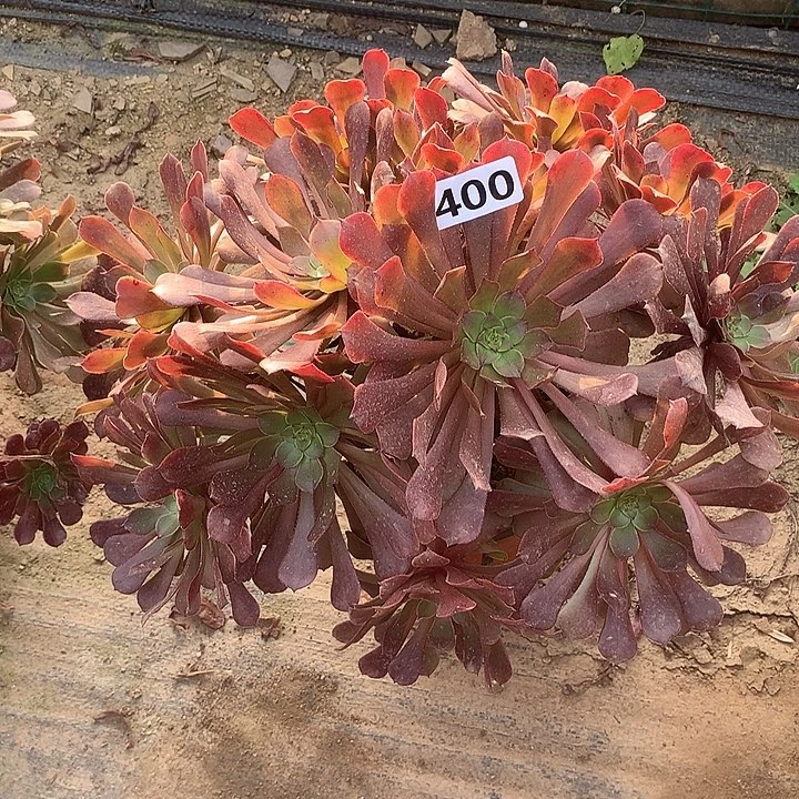 多肉植物红铜400号