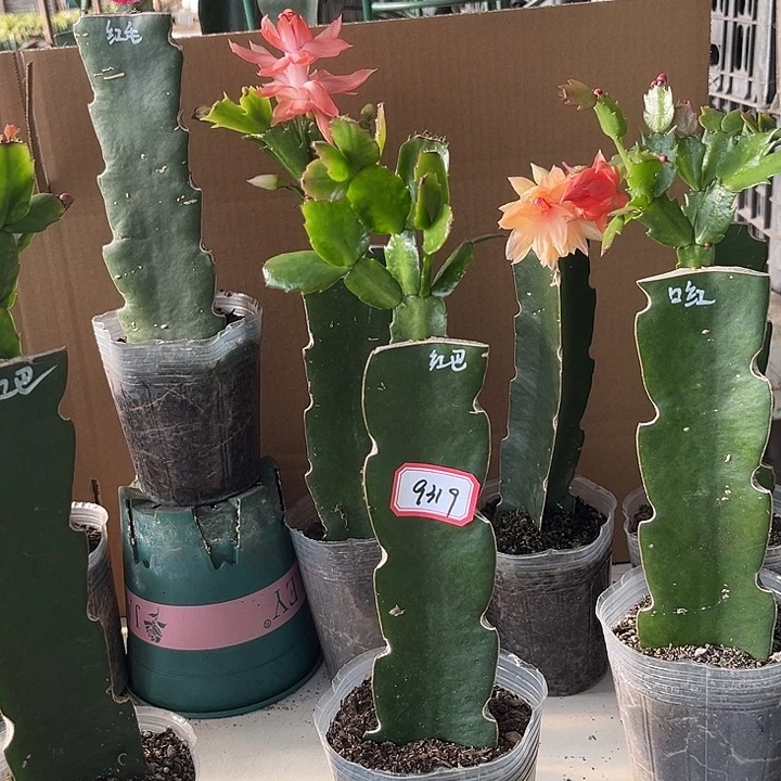 七***忆当前无花栽培后可以开花红吧