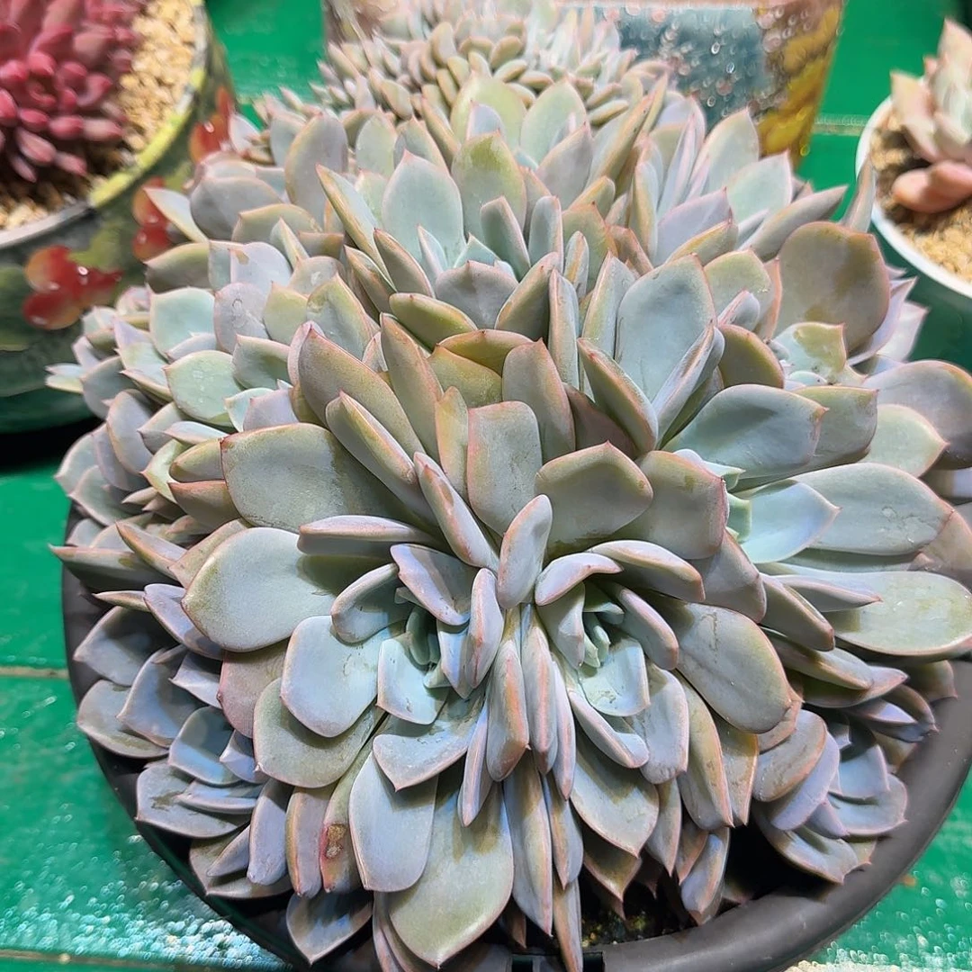 小***珠多肉植物多肉植物