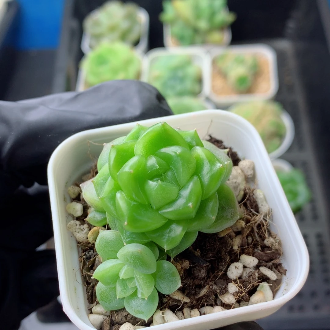 58包邮  群生不包整 132