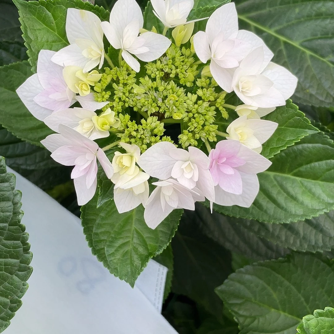 绣球切花一物一拍3枝起包邮，80
