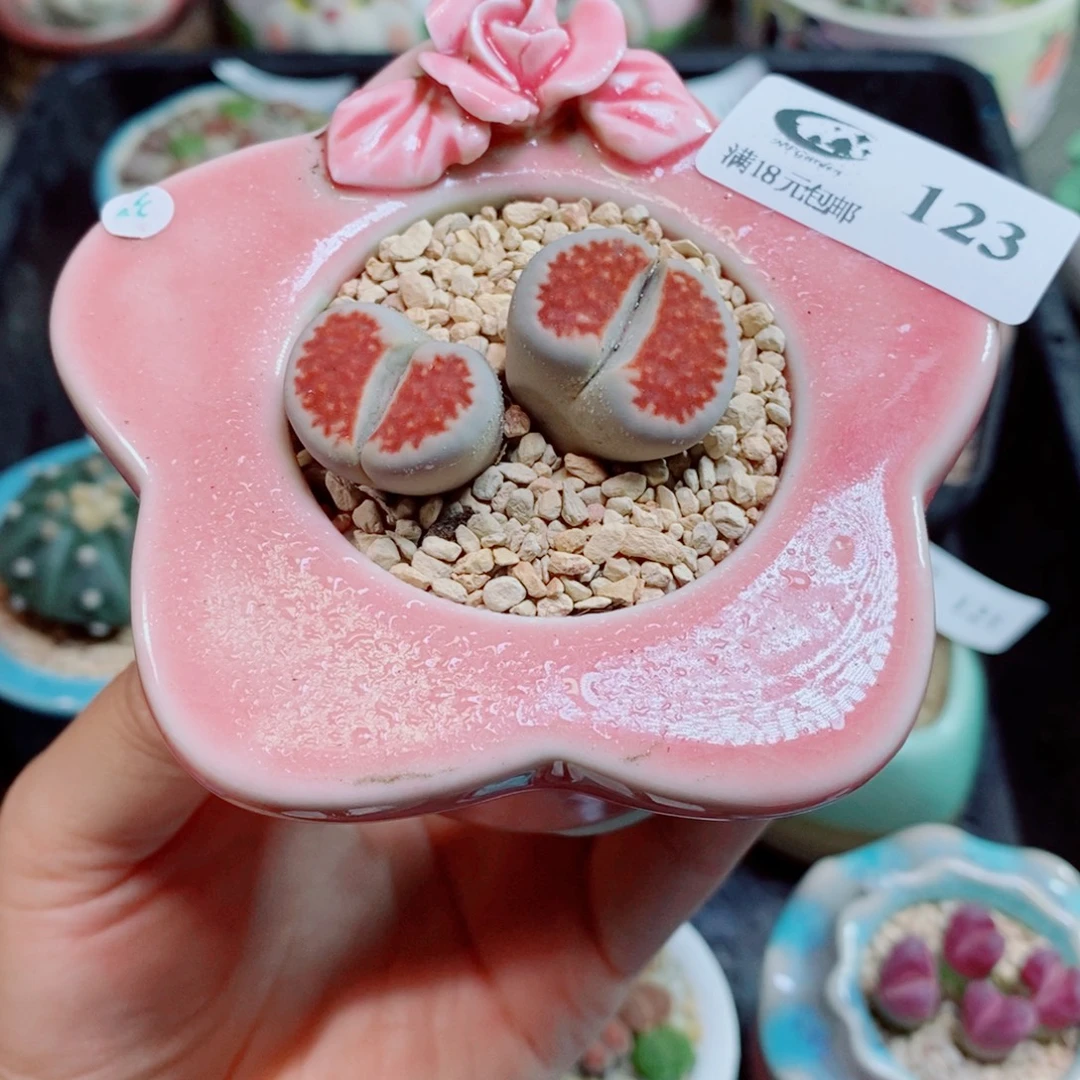 生石花花花花花花123