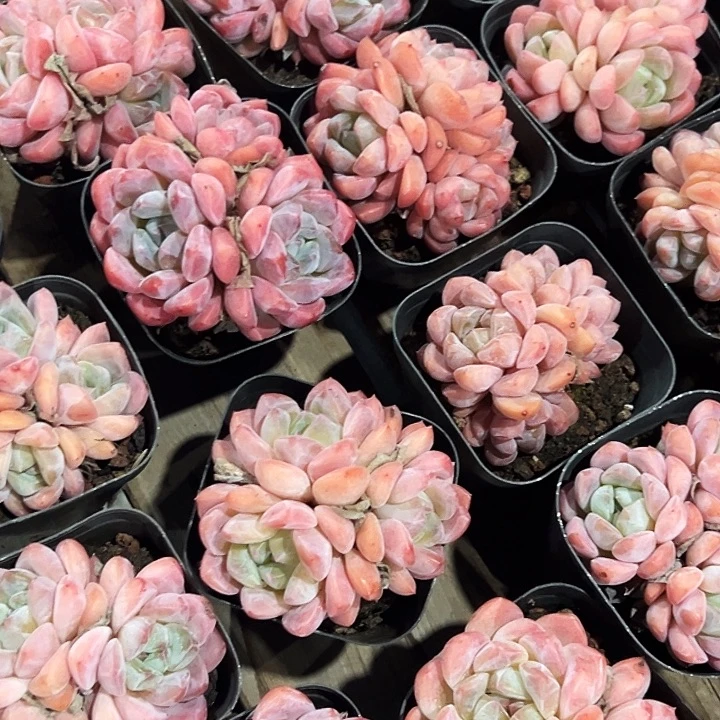 多头            海棠红