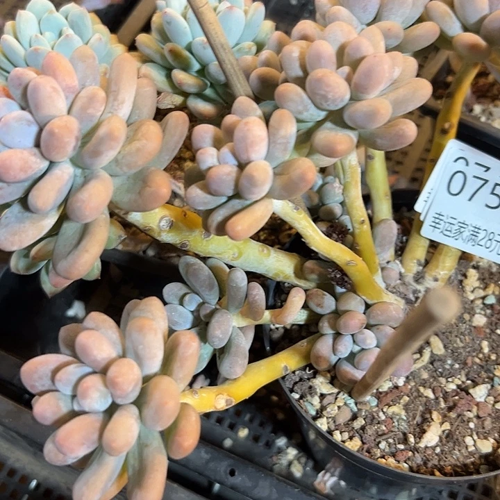 幸运的是我还没遇到