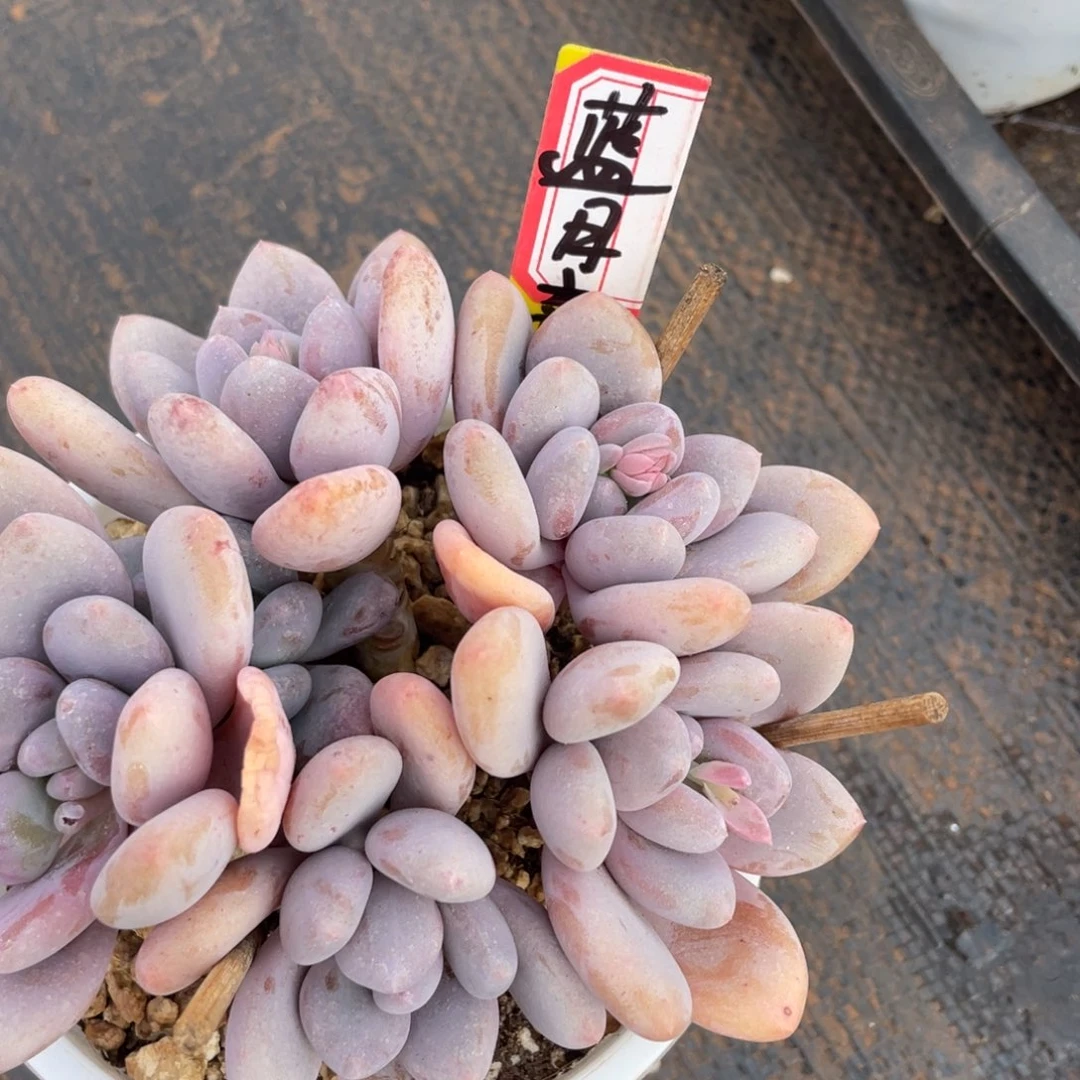 蓝*亮姐姐我在挑战我行走第