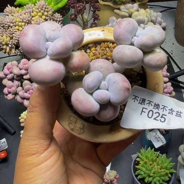芭比奶酪025/8cm多肉