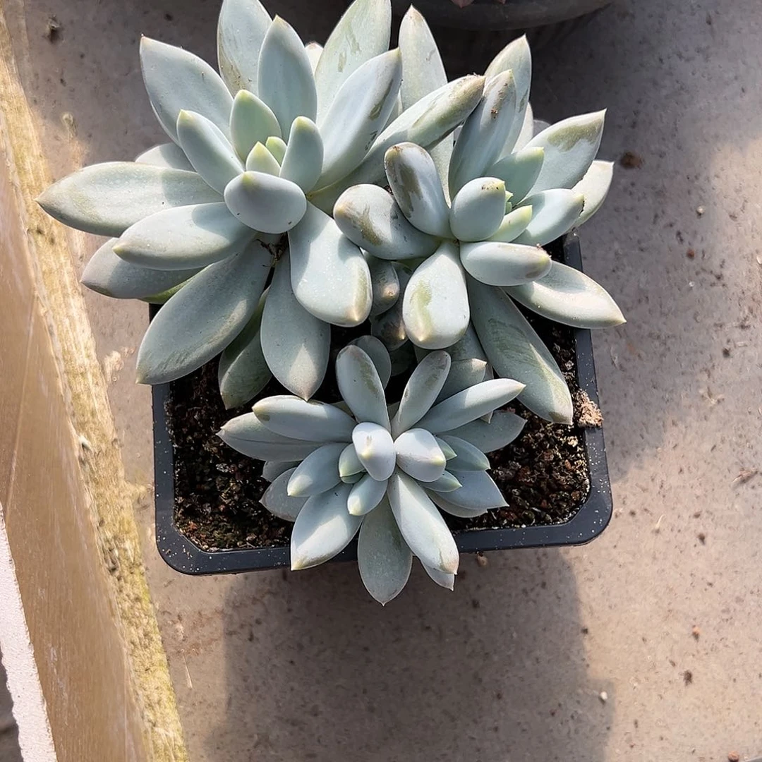 【闪购商品】哥特萝莉大群大