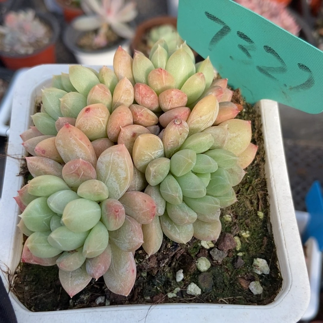 7327百搭翡翠多肉植物