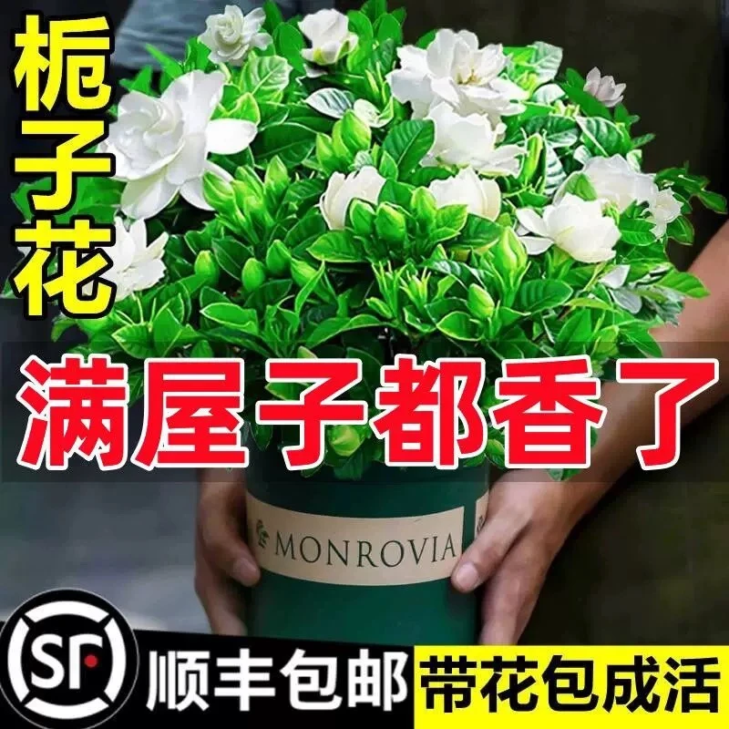 【特价 少花苞栀子花】花苞栀子花 花苗 浓香型栀子花 小叶栀子花 原盆原土 全国顺丰空运包邮到家