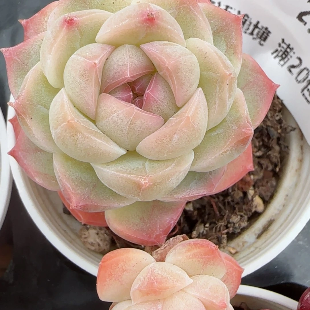 花语逸境0207-115