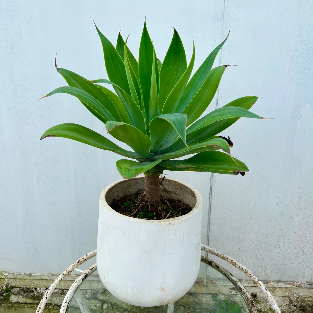 狐尾龙舌兰老桩高杆无刺好养沙生植物造景阳台绿植盆栽庭院景观