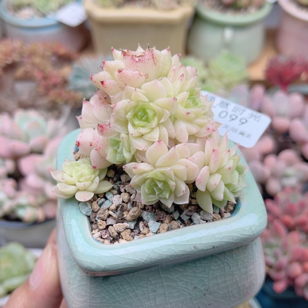 099 韩麦 带陶瓷盆发货 满28包邮