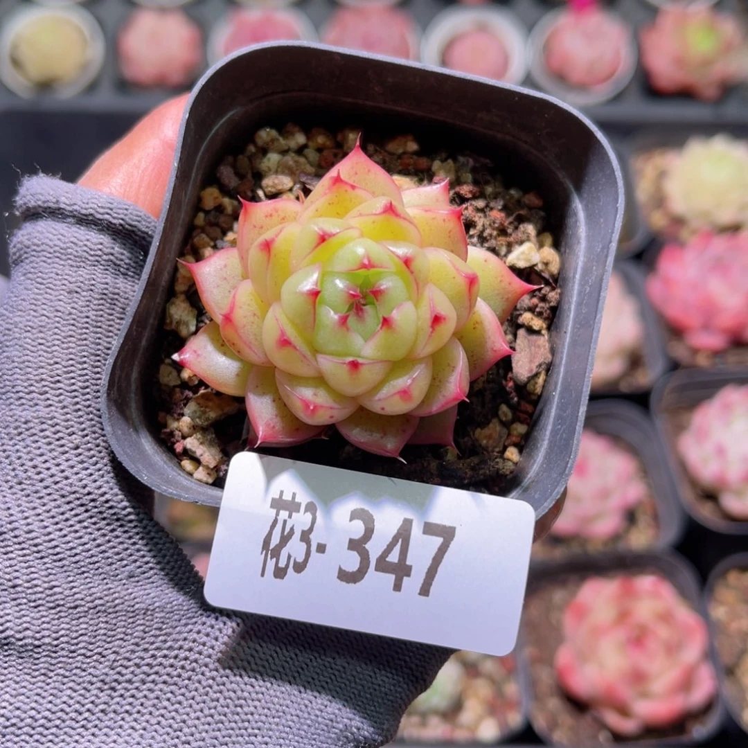 花03-347海王单头