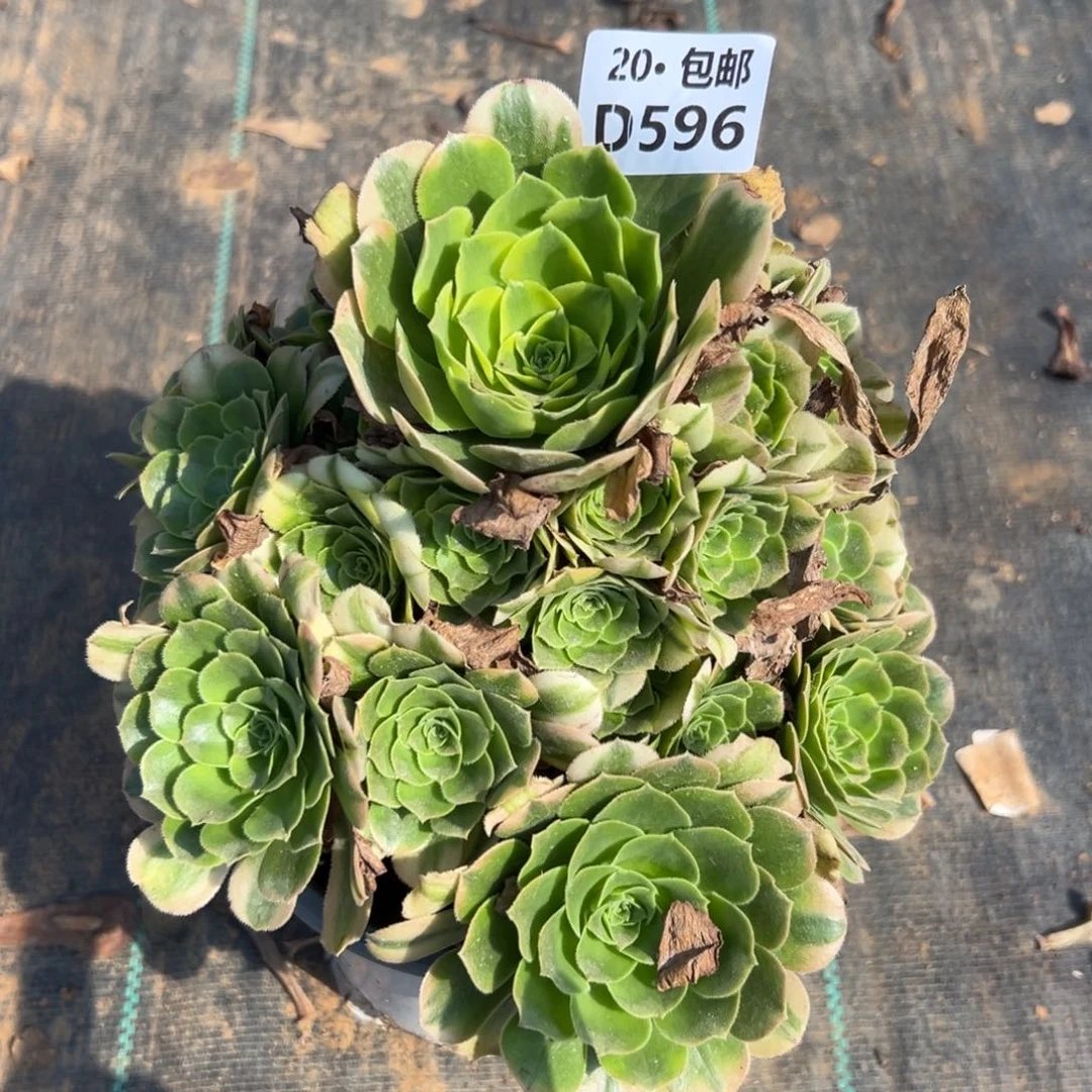 596新尼亚，多肉法师