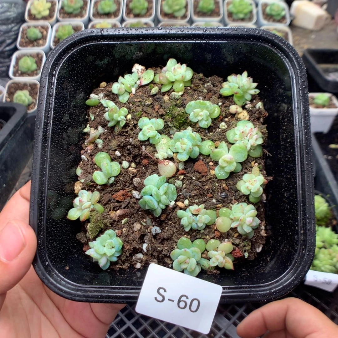 无花朵S60英语英语