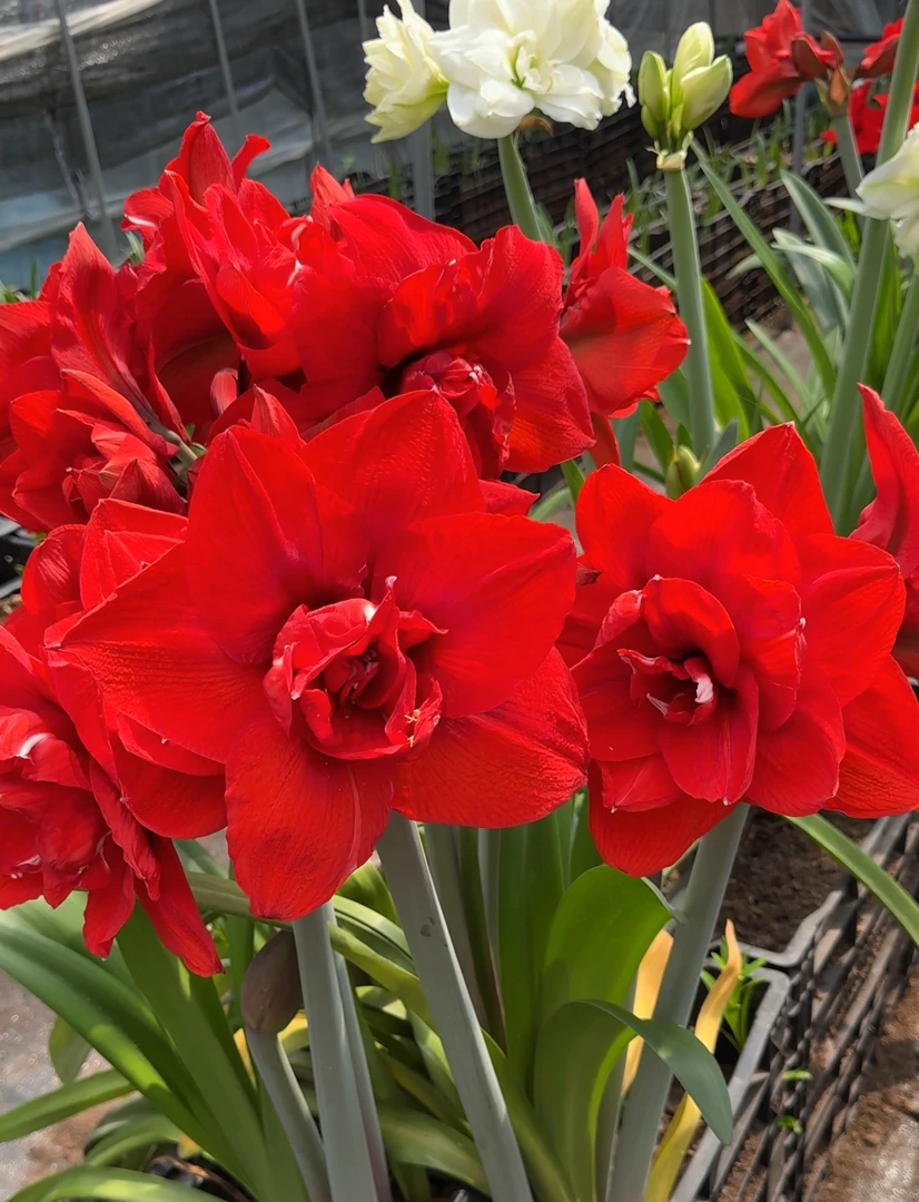 自然球《双王裸球发直径5+》1颗重瓣朱顶红种球