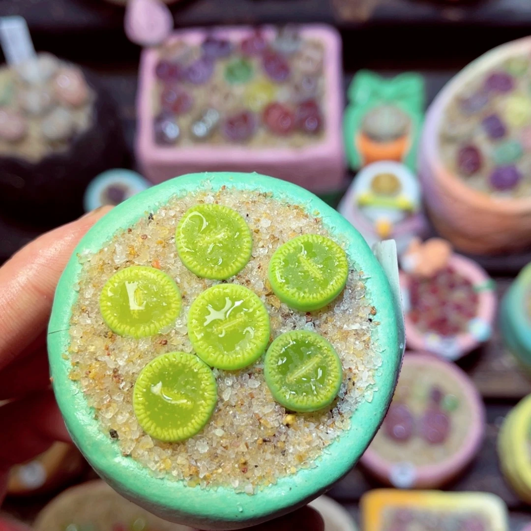 312生石花带盆发1