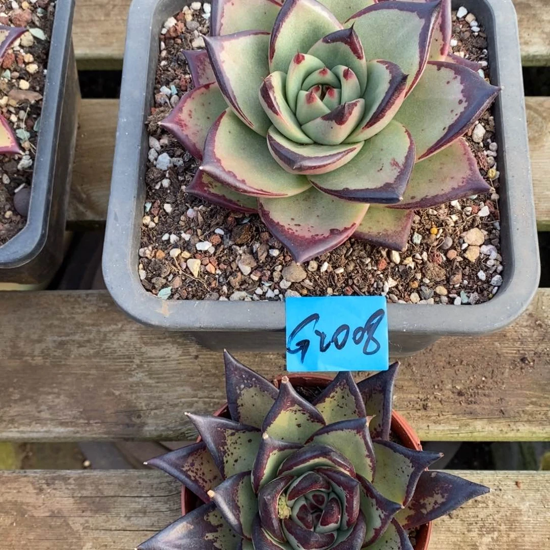 ?****✨多肉植物多肉植物2008