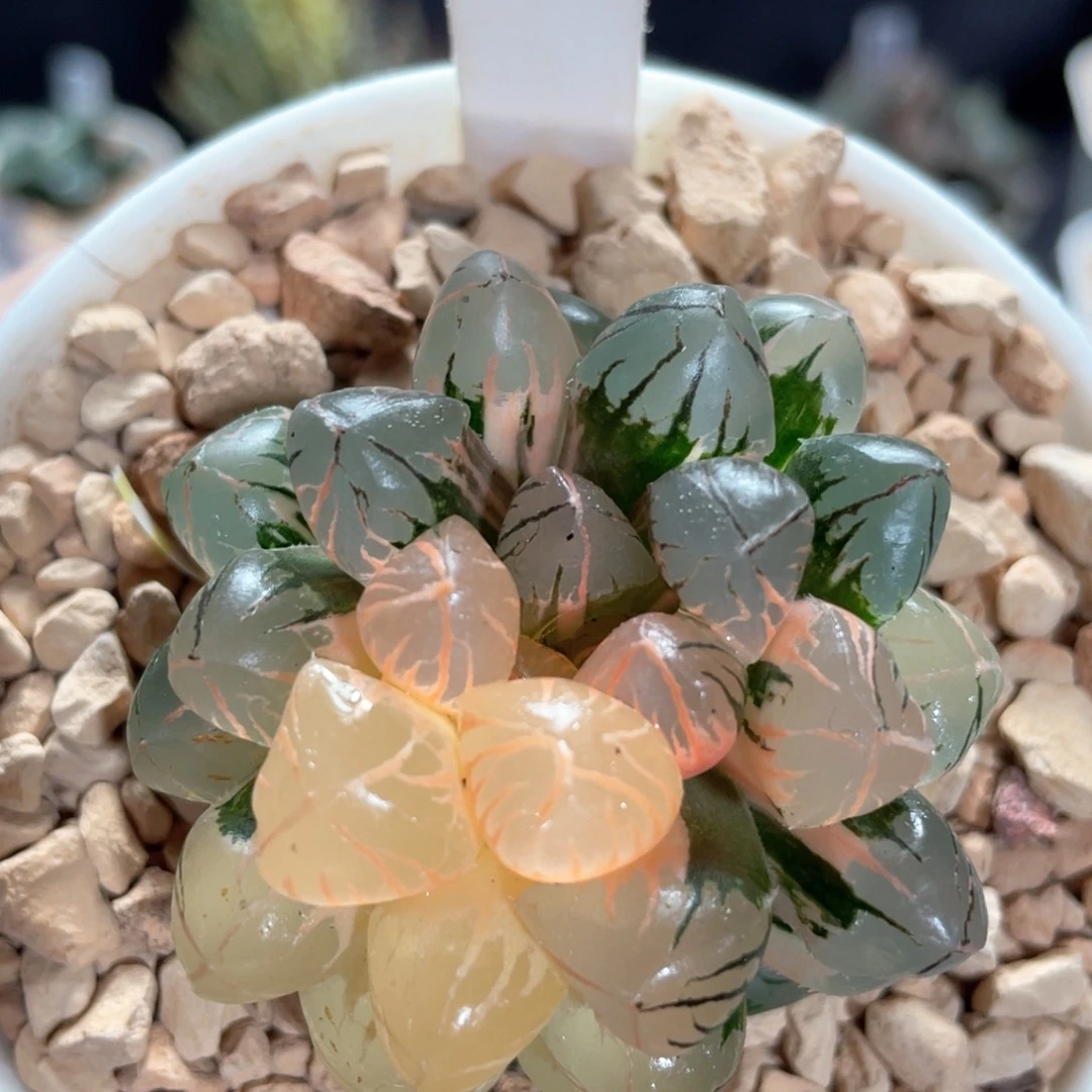 43红太阳锦。