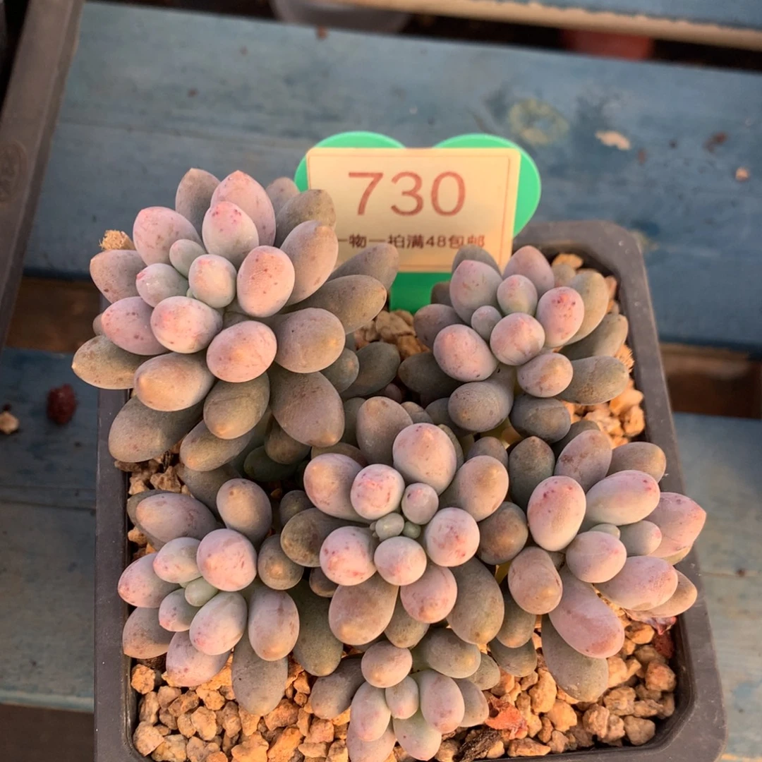 溜溜球无砍平头730