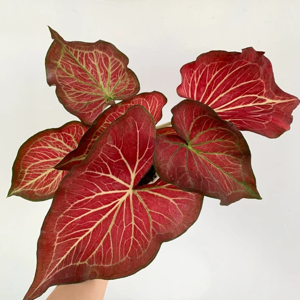 雪花肥牛室内观叶植物彩叶芋绿植盆栽易活好养阳台客厅绿植装饰