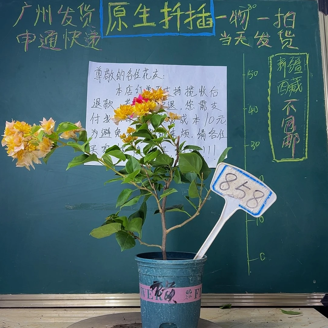 当前无花栽培后可以开花  重瓣黄  858