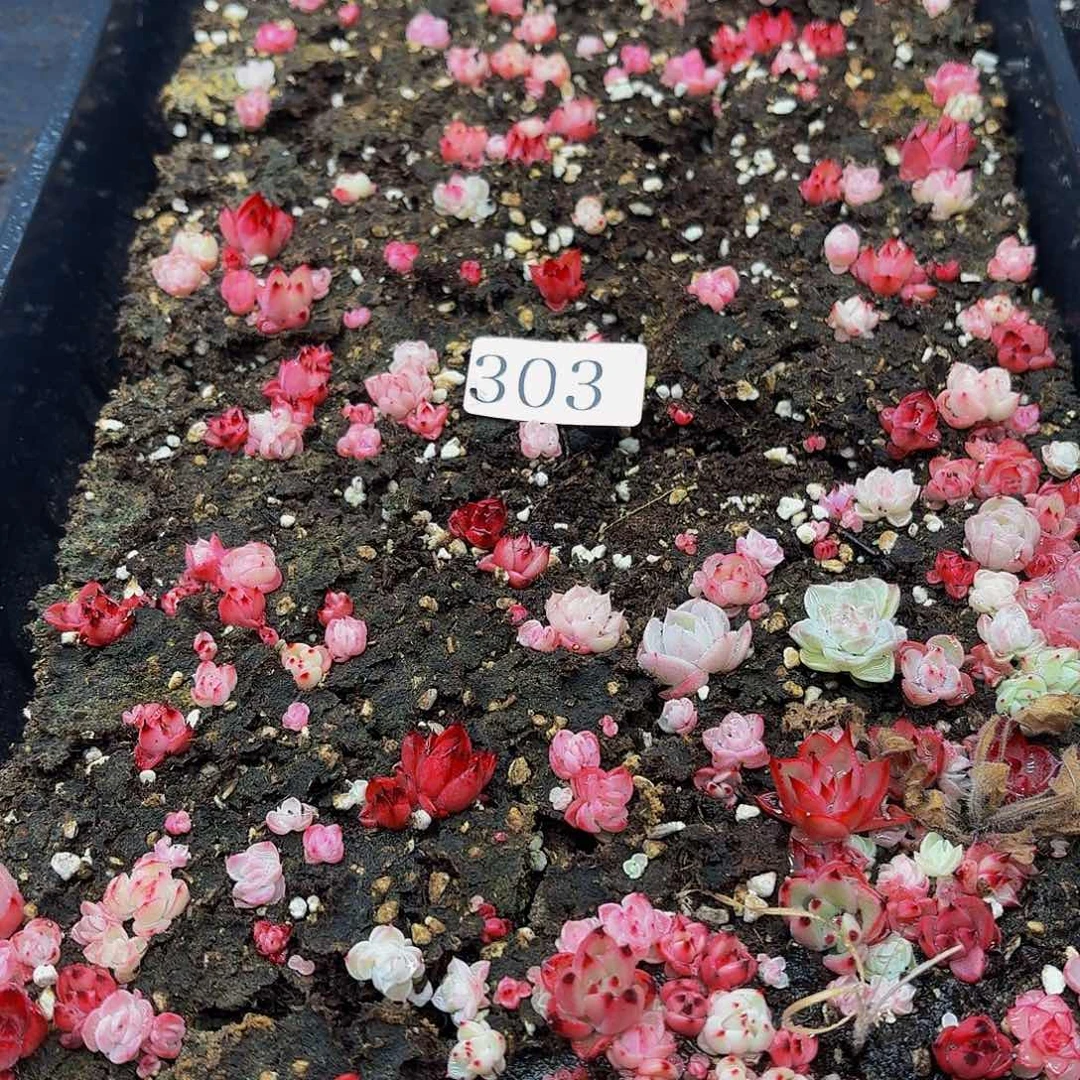 多肉植物多肉植物303