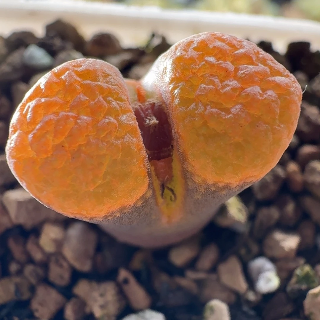 超级蛋糕风铃玉肉锥植物3524