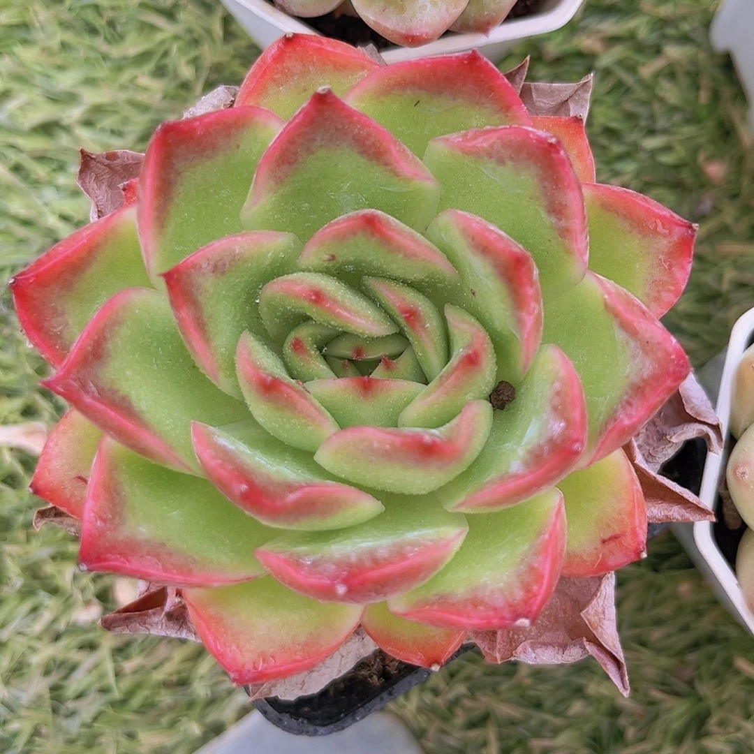 31号9888888888888888