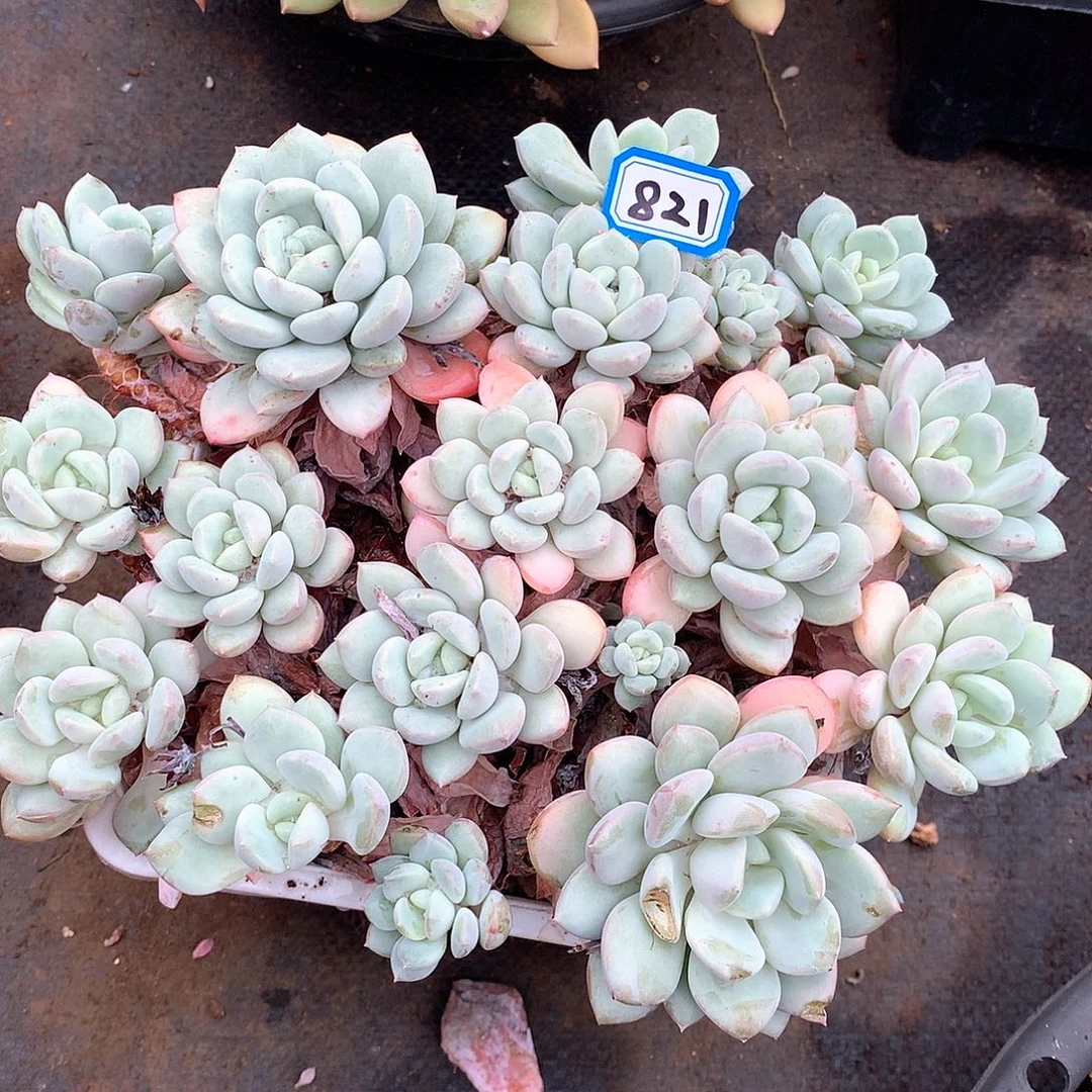 821拉丝雨一物一拍多肉