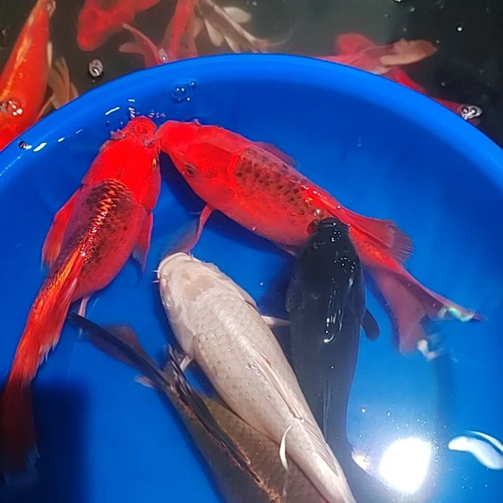 蝴蝶鲤一对一挑选冷水