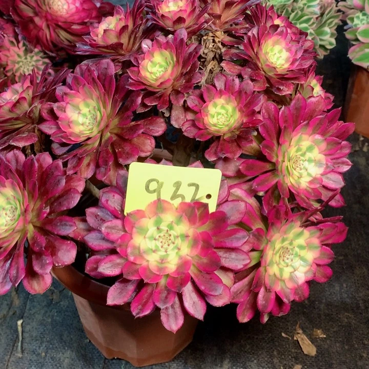 932红铜白多肉111111