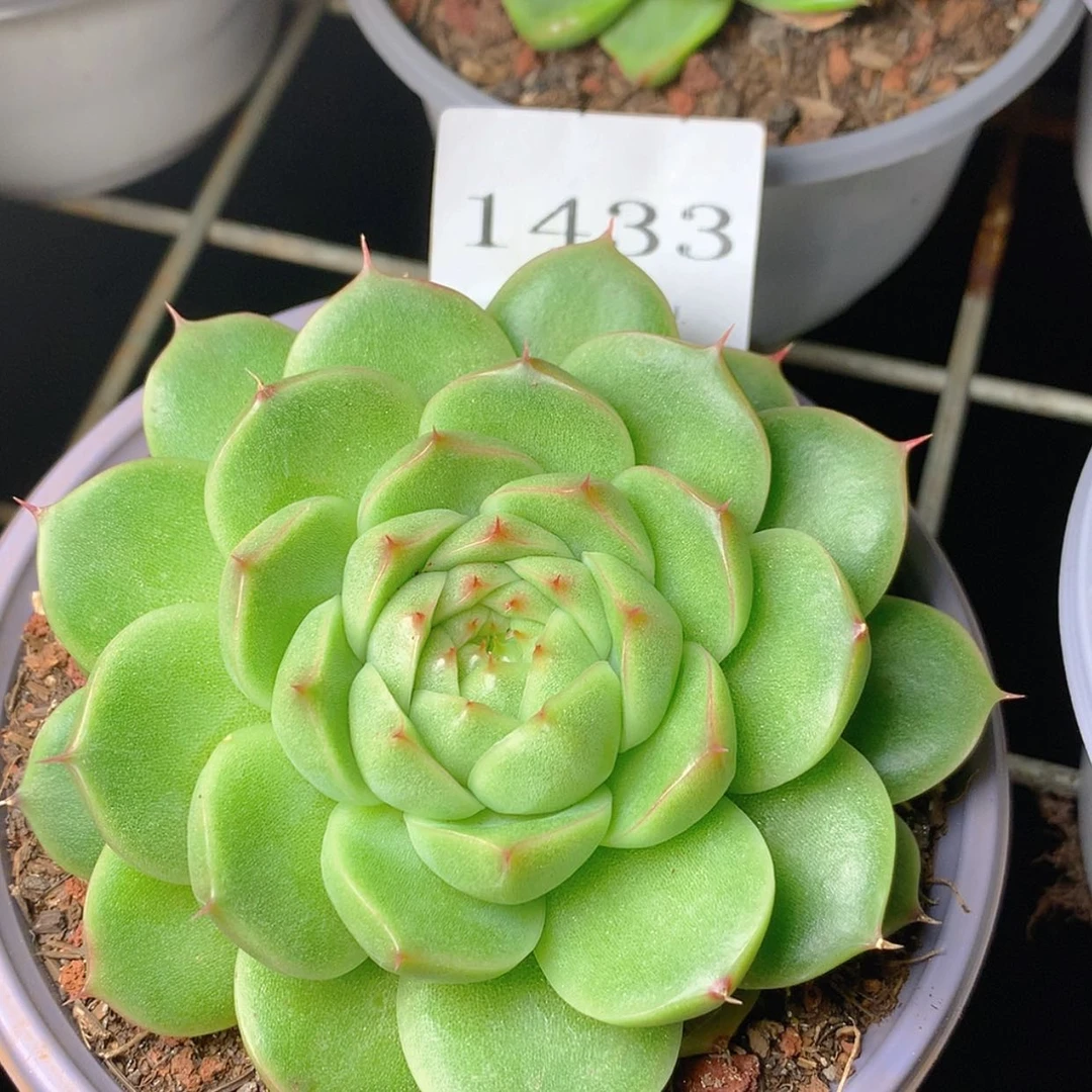 【闪购商品】云1433号