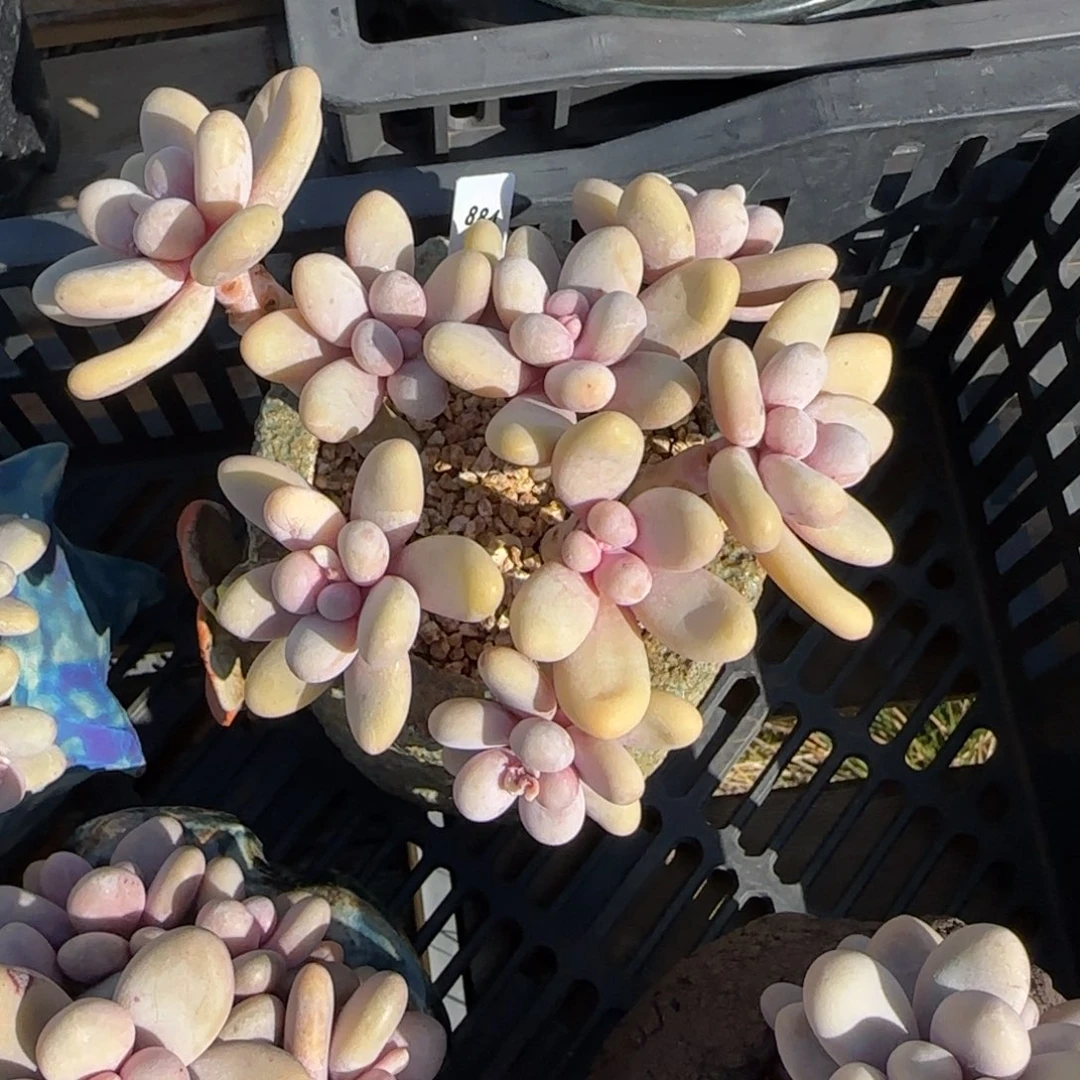 叶植庭多肉：橙雪球884