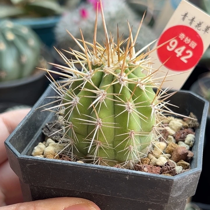 实生锦鸡龙3.8cm一棵仙人球