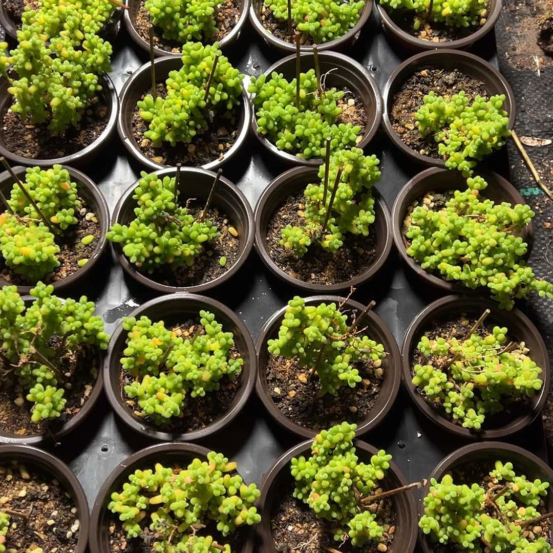 金桔乱七八糟90杯老桩