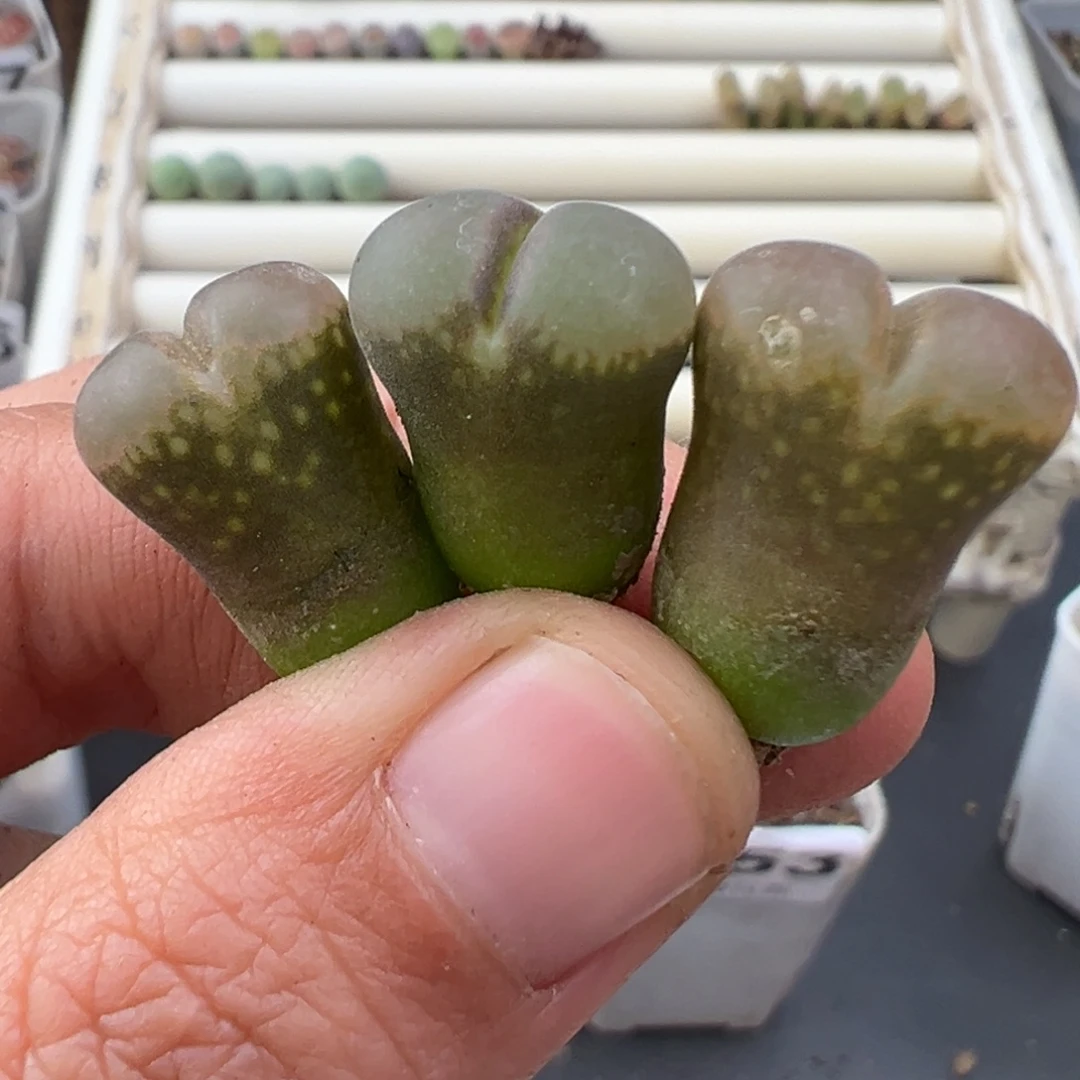 12.8好看的多肉脱土发货494