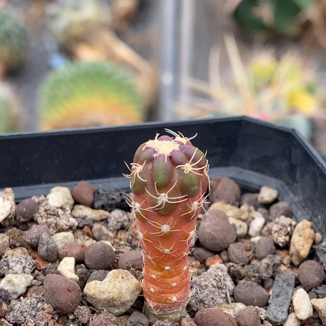 植播园艺优选惠毛丸