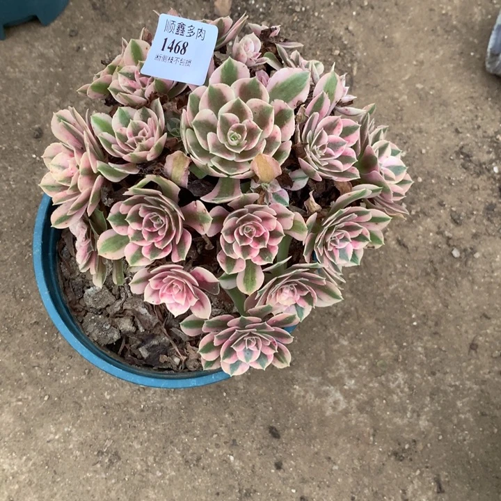 1468粉女巫多肉植物特价