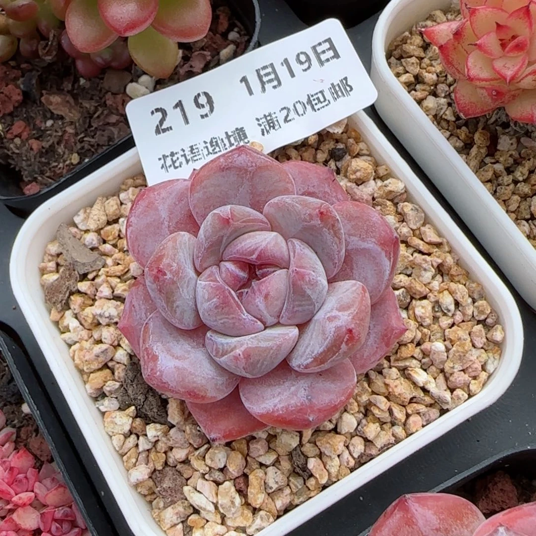 花语逸镜0119-219新颖