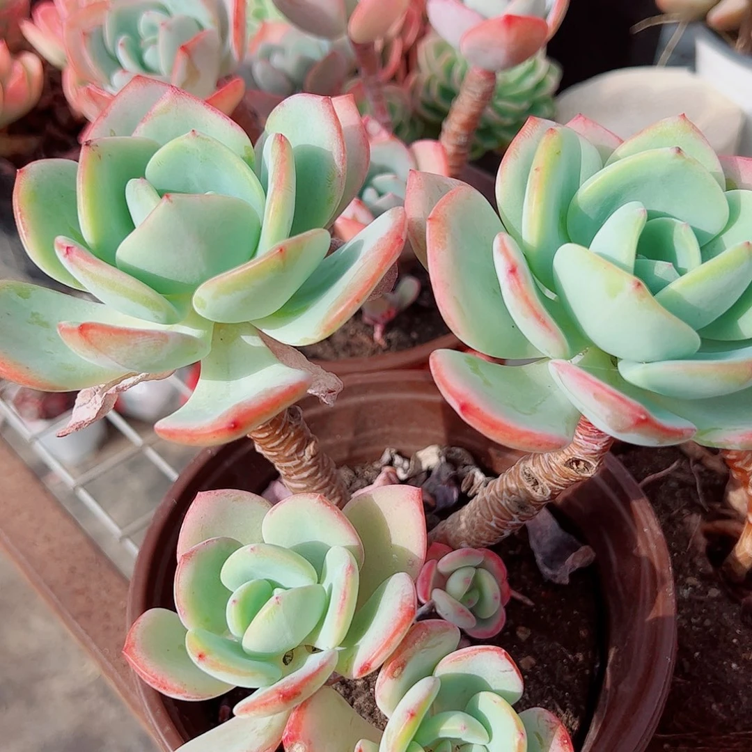 白月影多头造型精品