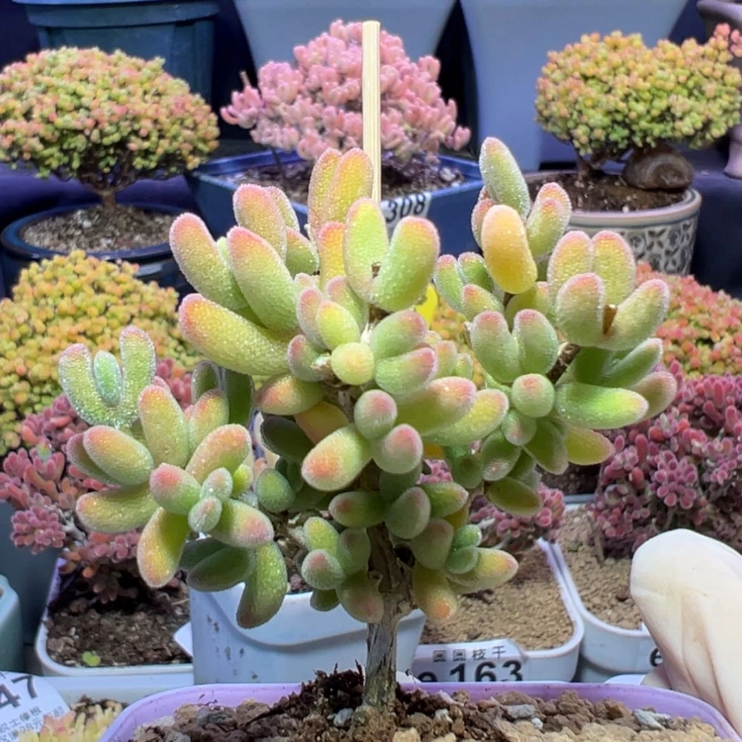 【闪购商品】e319荔枝糯米糍偏黄色个体