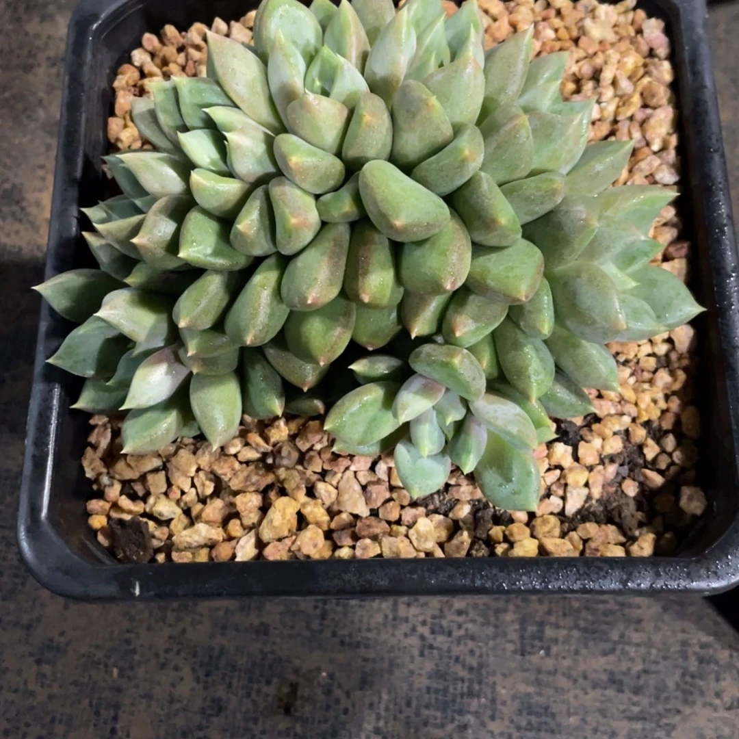 向***好一物一拍中通快递