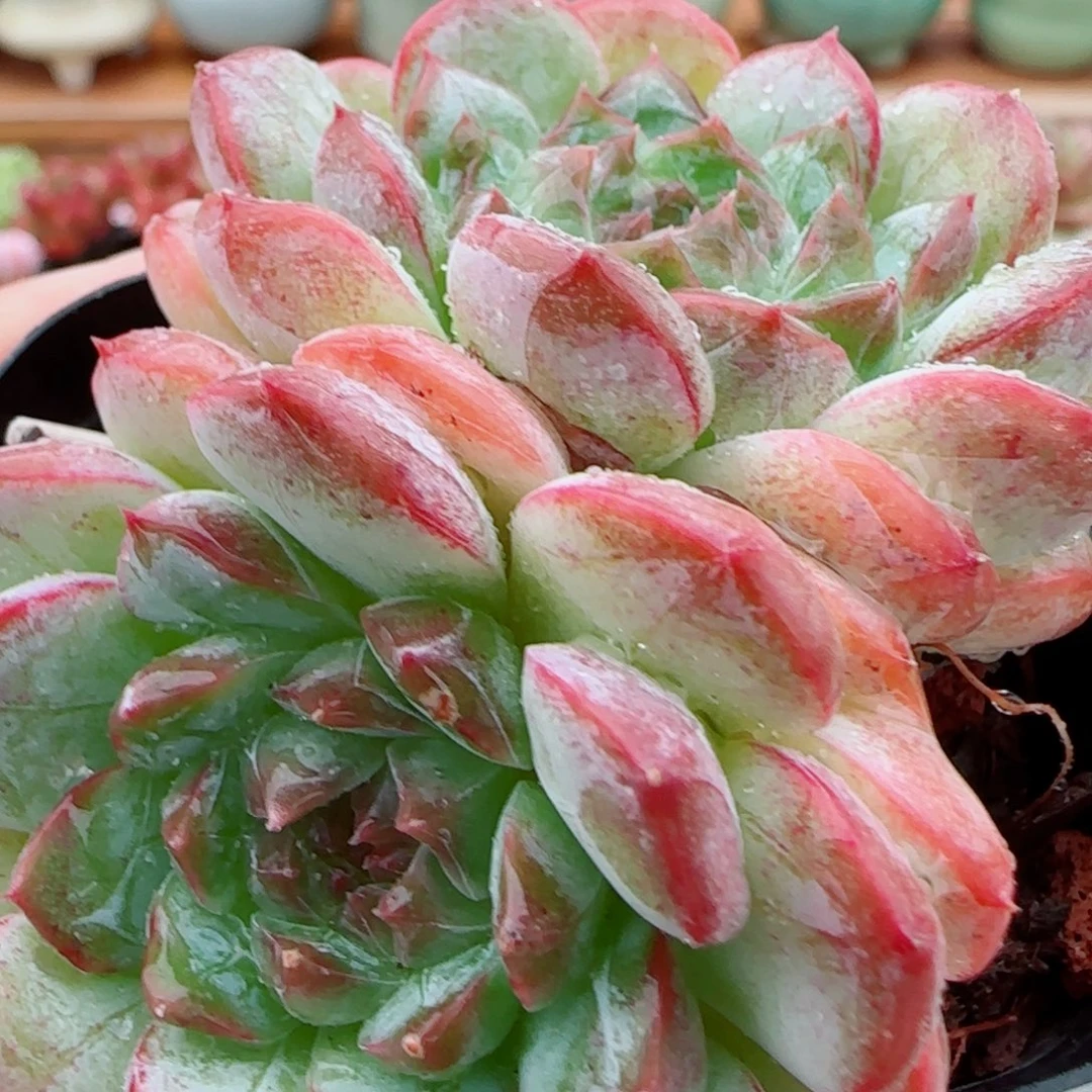 花语逸镜1013-83溏心