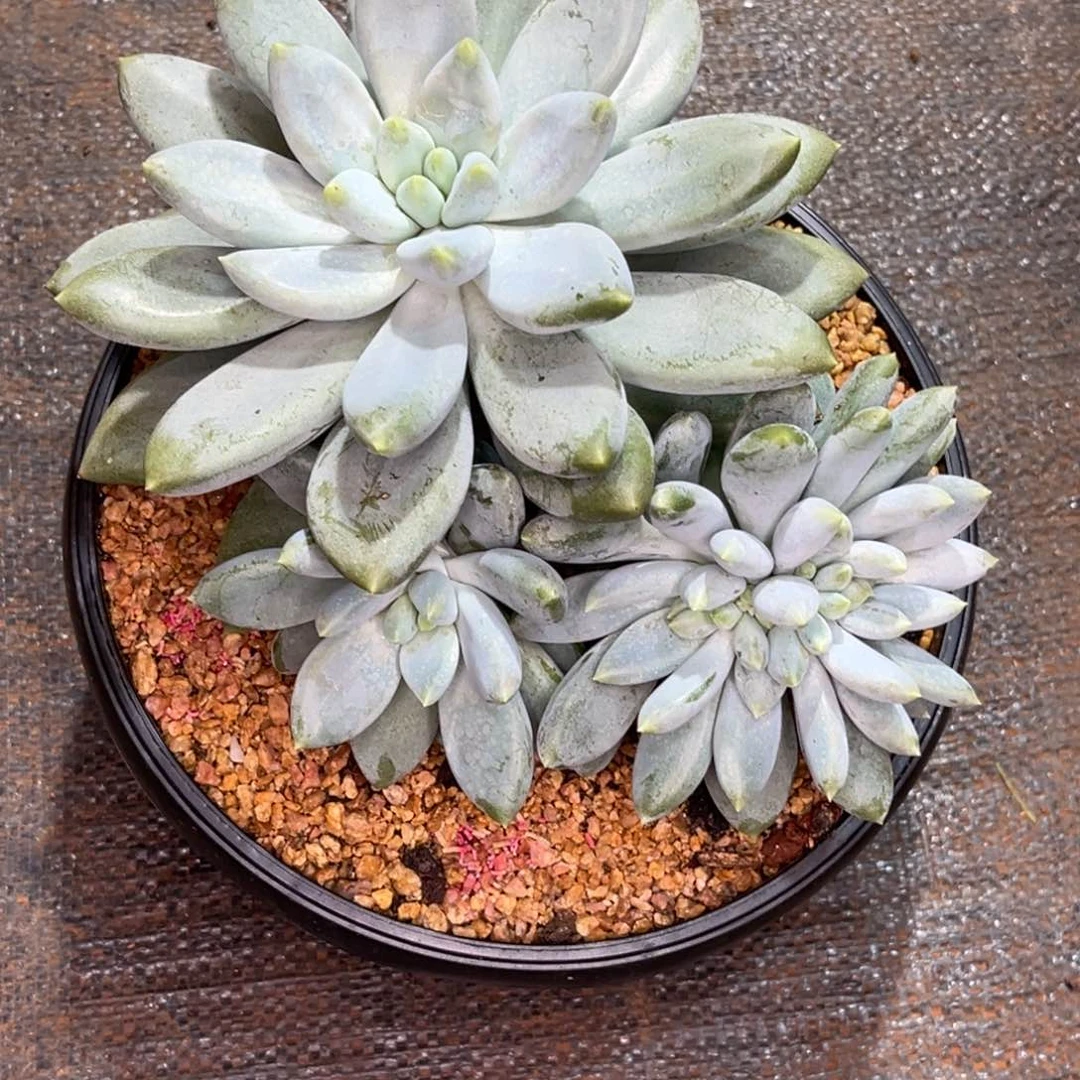 上****无花朵哥特缀多肉植物