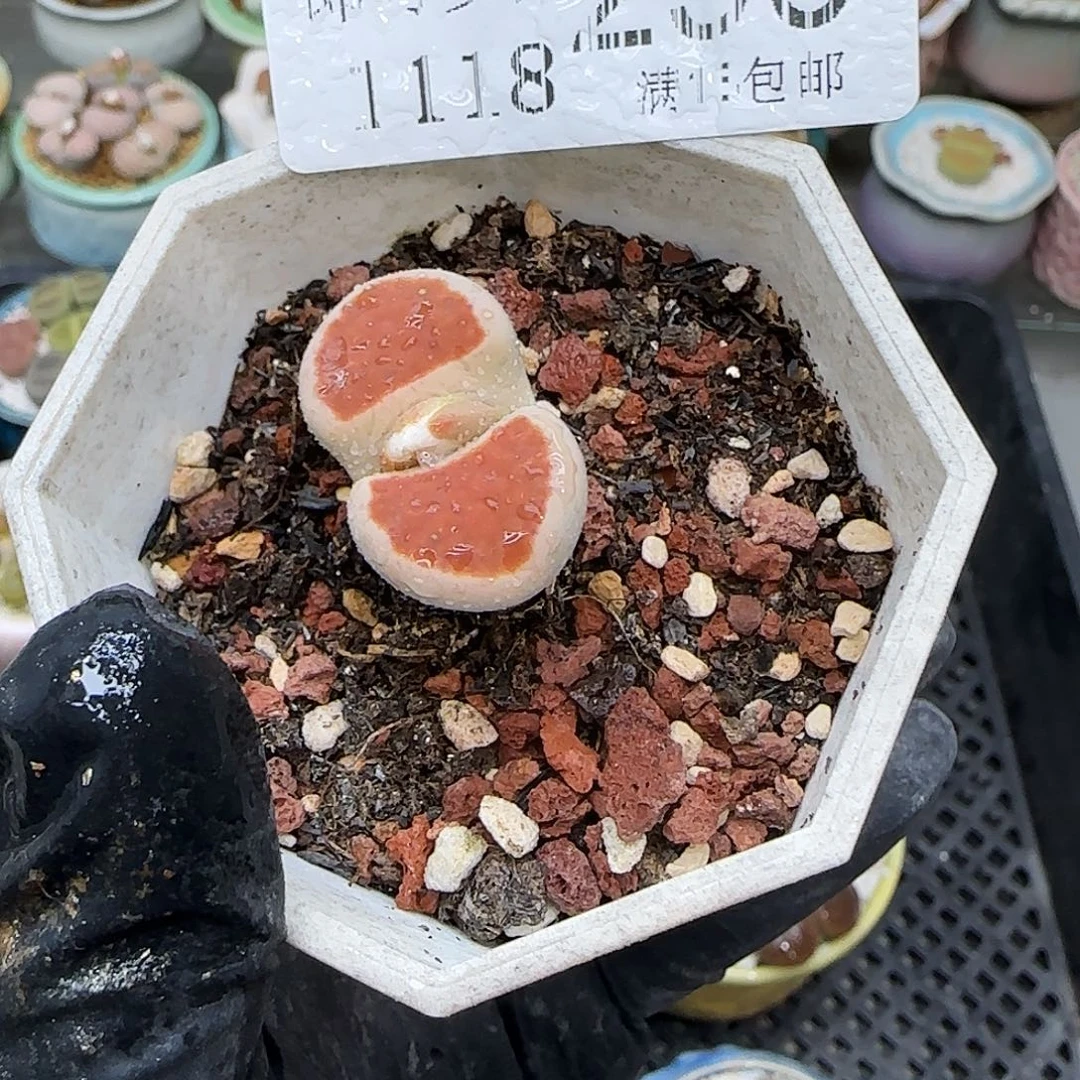 生石花满18包邮1118-290