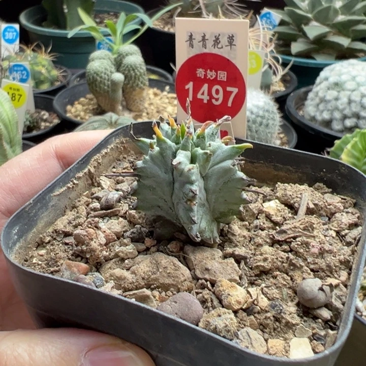 实生特白肌白衣魁伟玉
