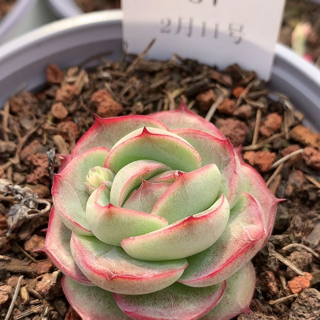 【闪购商品】云57号