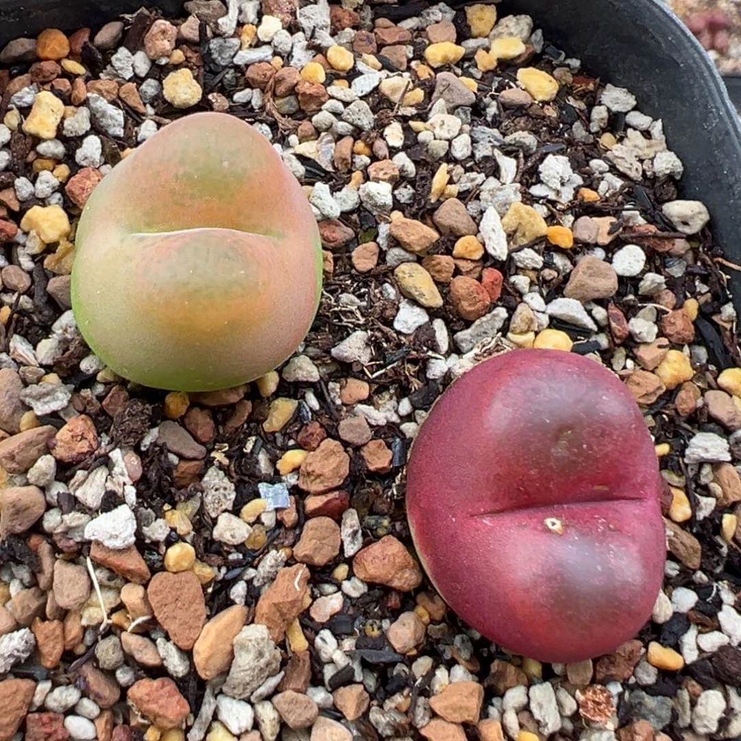 7.28好看的多肉脱土发货223