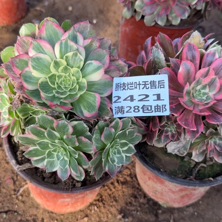 2421两个组合多肉A